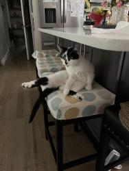 Lost Female Cat last seen New Hackensack rd , Poughkeepsie, NY 12603