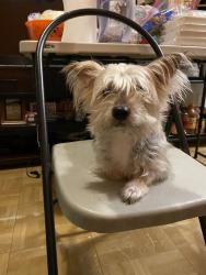 Lost Male Dog last seen Youngstown Ohio , Youngstown, OH 44511