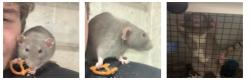 Lost Female Other last seen Near Doral dr, Pinehurst, NC 28374