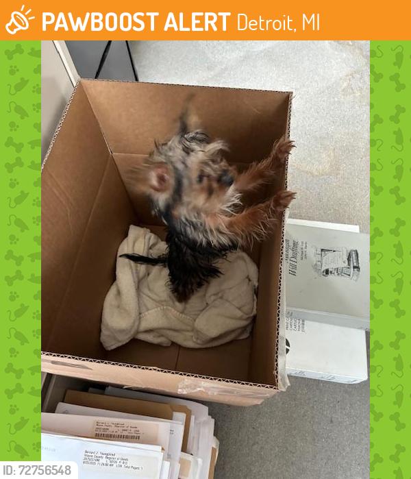Found/Stray Unknown Dog last seen Temple and Grand River, Detroit, MI 48201