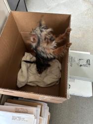 Found/Stray Unknown Dog last seen Temple and Grand River, Detroit, MI 48201