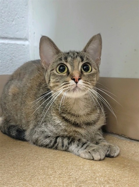 Shelter Stray Female Cat last seen ST CHARLES CO, St. Peters, MO 63376