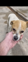 Reunited Female Dog last seen Quaker, Lubbock, TX 79414
