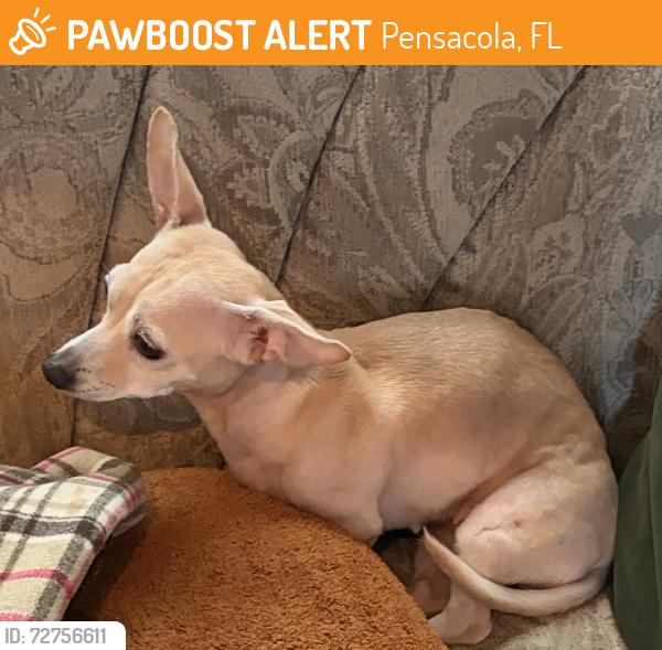 Found/Stray Female Dog last seen Cervantes and I-110, Pensacola, FL 32501