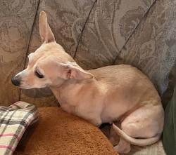 Found/Stray Female Dog last seen Cervantes and I-110, Pensacola, FL 32501