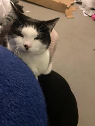 Lost Female Cat last seen Newton heath M40 2 , Greater Manchester, England M40 2FN
