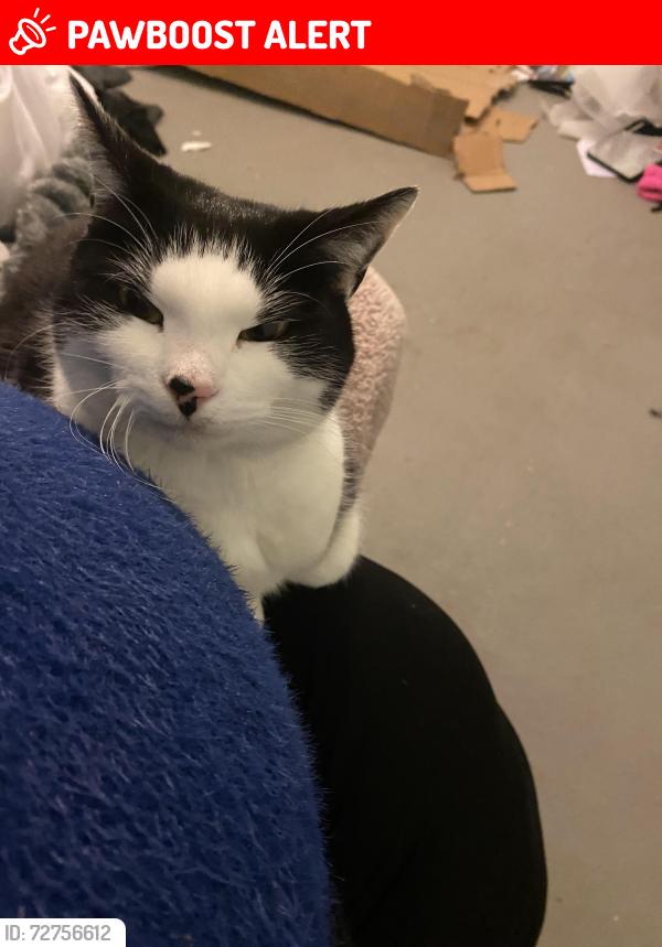 Lost Female Cat last seen Newton heath M40 2 , Greater Manchester, England M40 2FN