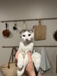 Lost Male Cat last seen Old big cove road , Huntsville, AL 35763