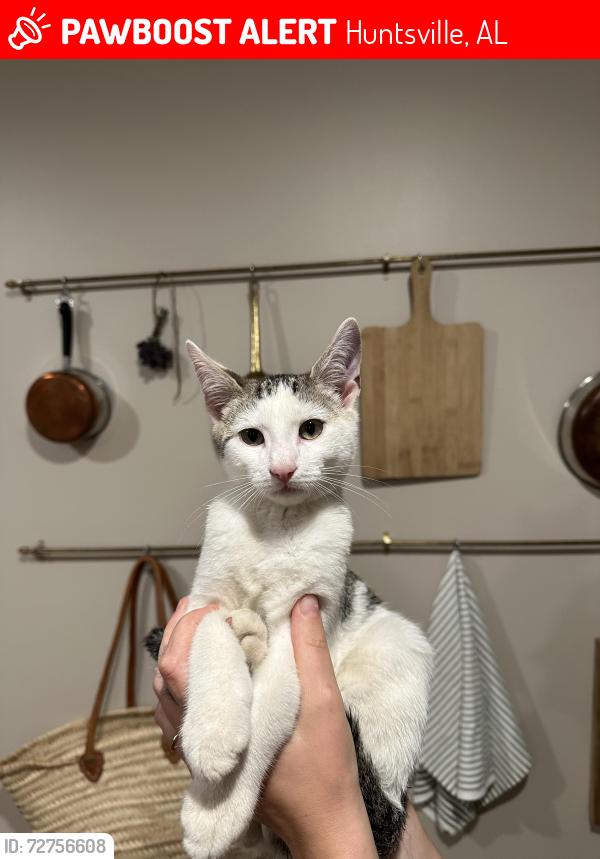 Lost Male Cat last seen Old big cove road , Huntsville, AL 35763