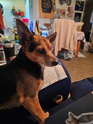 Found/Stray Male Dog last seen Hope St, Hollywood, FL 33024
