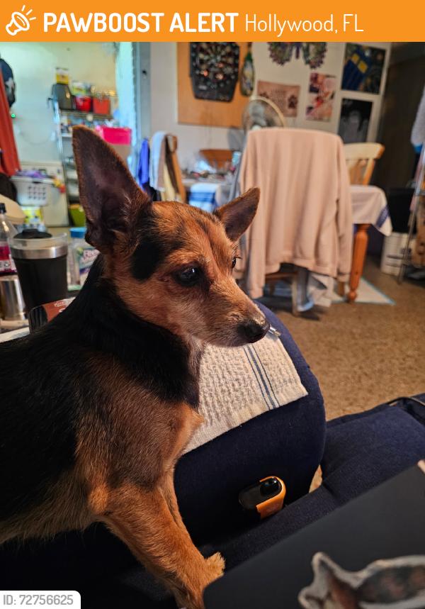 Found/Stray Male Dog last seen Hope St, Hollywood, FL 33024