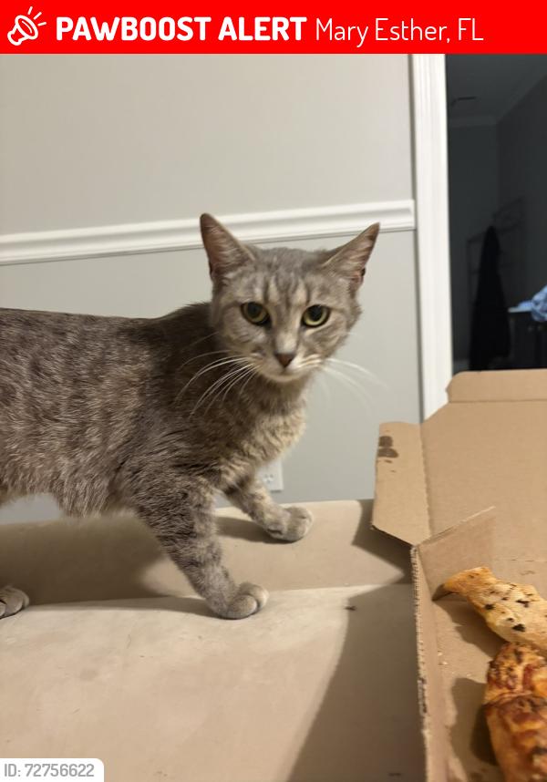 Lost Female Cat last seen She ran into the neighbors yard when we lost sight of her, Mary Esther, FL 32569
