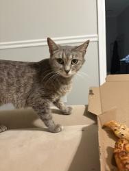 Lost Female Cat last seen She ran into the neighbors yard when we lost sight of her, Mary Esther, FL 32569