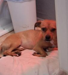 Found/Stray Male Dog last seen 16th st. And Broadway, Phoenix, AZ 85040