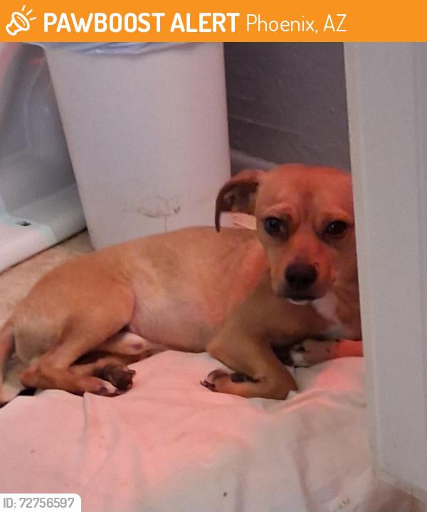 Found/Stray Male Dog last seen 16th st. And Broadway, Phoenix, AZ 85040