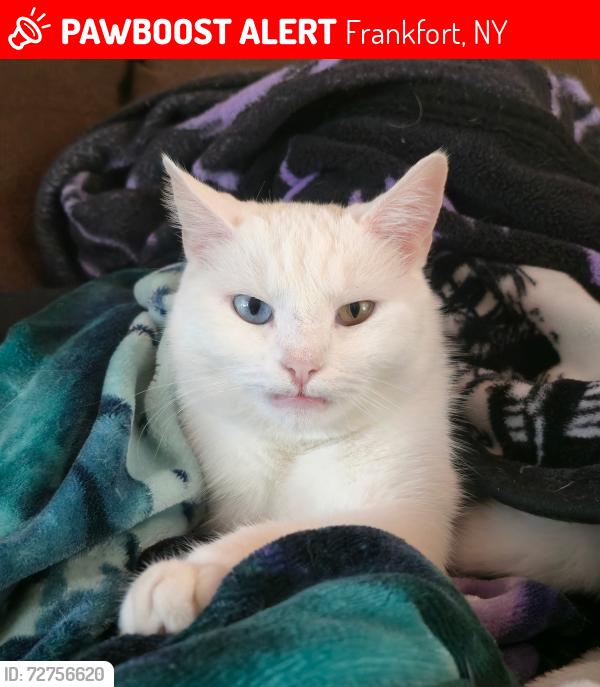 Lost Female Cat last seen Our Lady Queen Of Apostle, Frankfort, NY 13340