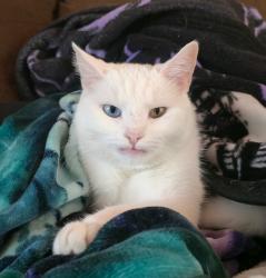 Lost Female Cat last seen Our Lady Queen Of Apostle, Frankfort, NY 13340