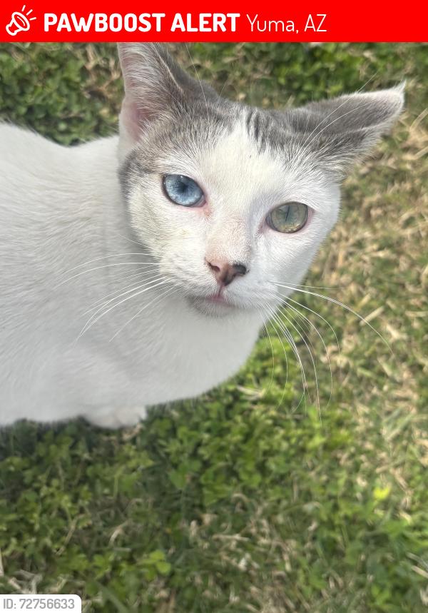 Lost Female Cat last seen Abe B and 12th St, Yuma, AZ 85364