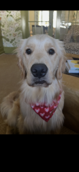 Lost Male Dog last seen Sherwood Avenue and Beverly Drive, Charlotte, NC 28207