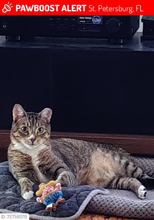 Lost Male Cat last seen 101st Street and 5th Ave North , St. Petersburg, FL 33702