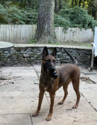 Lost Female Dog last seen North main street and Asylum Avenue, West Hartford, CT 06107
