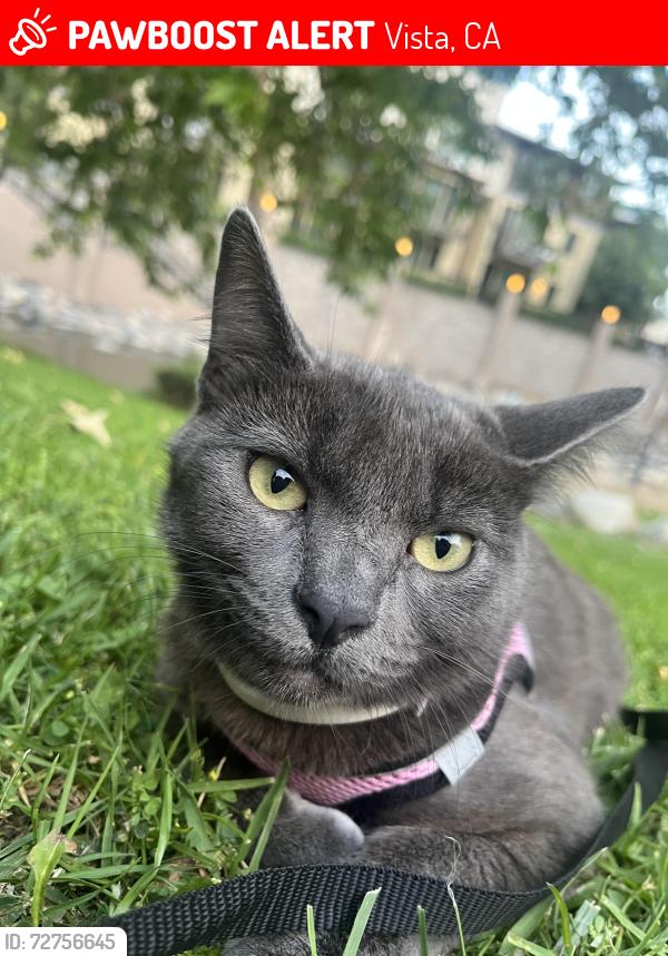 Lost Female Cat last seen Vista Transit Center / Vista Manor , Vista, CA 92083