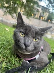 Lost Female Cat last seen Vista Transit Center / Vista Manor , Vista, CA 92083