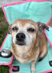 Lost Female Dog last seen Bonnie Boulevard, Huntington, WV 25705