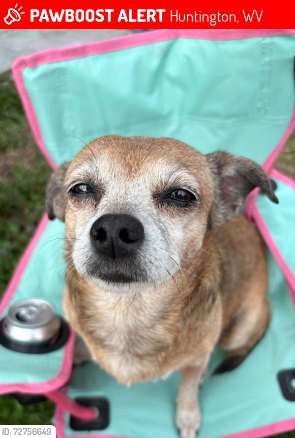 Lost Female Dog last seen Bonnie Boulevard, Huntington, WV 25705