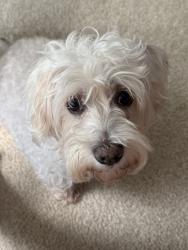 Lost Female Dog last seen SE 18thAv, Ocala, FL 34471