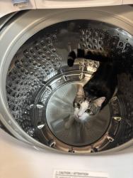 Lost Male Cat last seen Desertstone dr & Energystone dr, Sparks, NV 89436