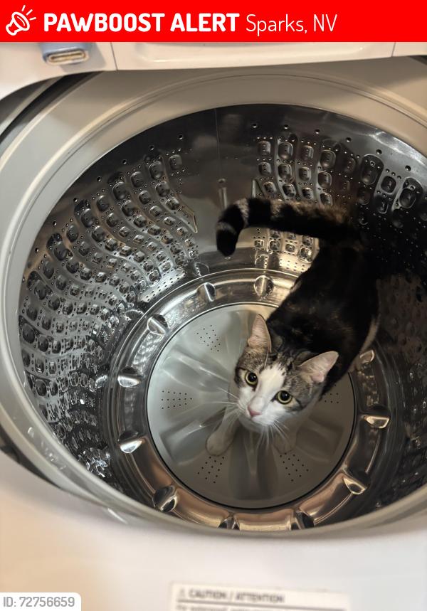Lost Male Cat last seen Desertstone dr & Energystone dr, Sparks, NV 89436