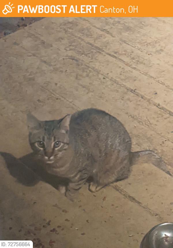 Found/Stray Unknown Cat last seen Lake Cable Area, Canton, OH 44718