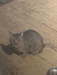 Found/Stray Unknown Cat last seen Lake Cable Area, Canton, OH 44718