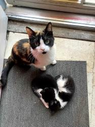 Lost Female Cat last seen 44th Mcintyre Golden, colo, Golden, CO 80403