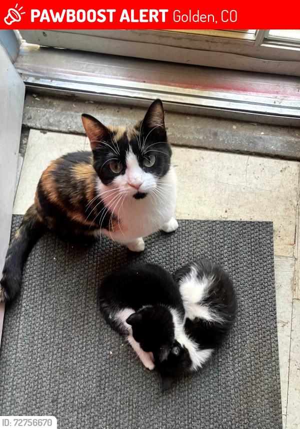 Lost Female Cat last seen 44th Mcintyre Golden, colo, Golden, CO 80403