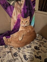 Lost Male Cat last seen 34th and Eastern, Moore, OK 73160
