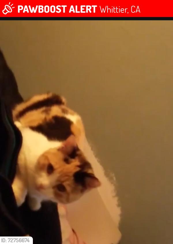 Lost Female Cat last seen Wexford ave , Whittier, CA 90606