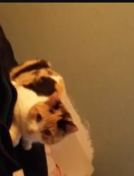 Lost Female Cat last seen Wexford ave , Whittier, CA 90606