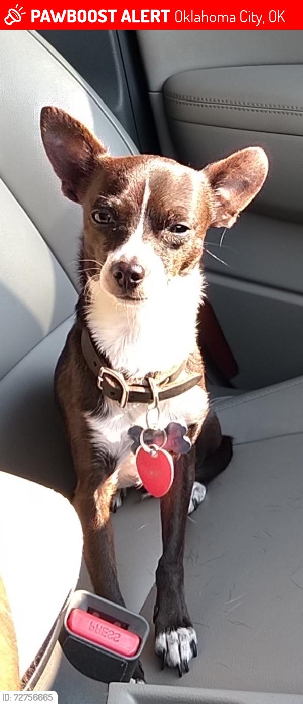 Lost Male Dog last seen Hefner Rd & Council, Oklahoma City, OK 73162