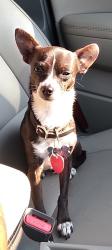Lost Male Dog last seen Hefner Rd & Council, Oklahoma City, OK 73162