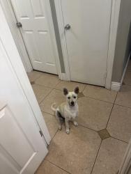 Found/Stray Male Dog last seen Near Howard lane park, San Diego, CA 92173