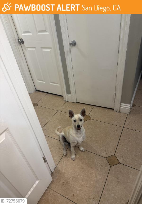 Found/Stray Male Dog last seen Near Howard lane park, San Diego, CA 92173