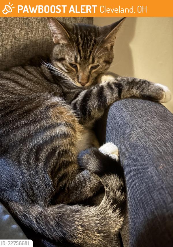 Found/Stray Male Cat last seen Lorain ave , Cleveland, OH 44111