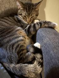 Found/Stray Male Cat last seen Lorain ave , Cleveland, OH 44111
