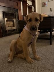 Found/Stray Female Dog last seen daggett school , Fort Worth, TX 76110