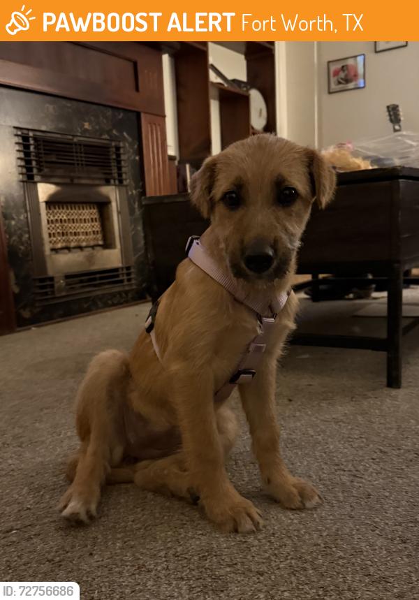 Found/Stray Female Dog last seen daggett school , Fort Worth, TX 76110