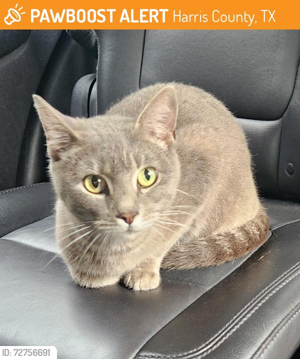 Found/Stray Female Cat last seen Westgreen and Raintree Village Dr, Harris County, TX 77449
