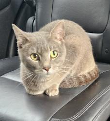Found/Stray Female Cat last seen Westgreen and Raintree Village Dr, Harris County, TX 77449