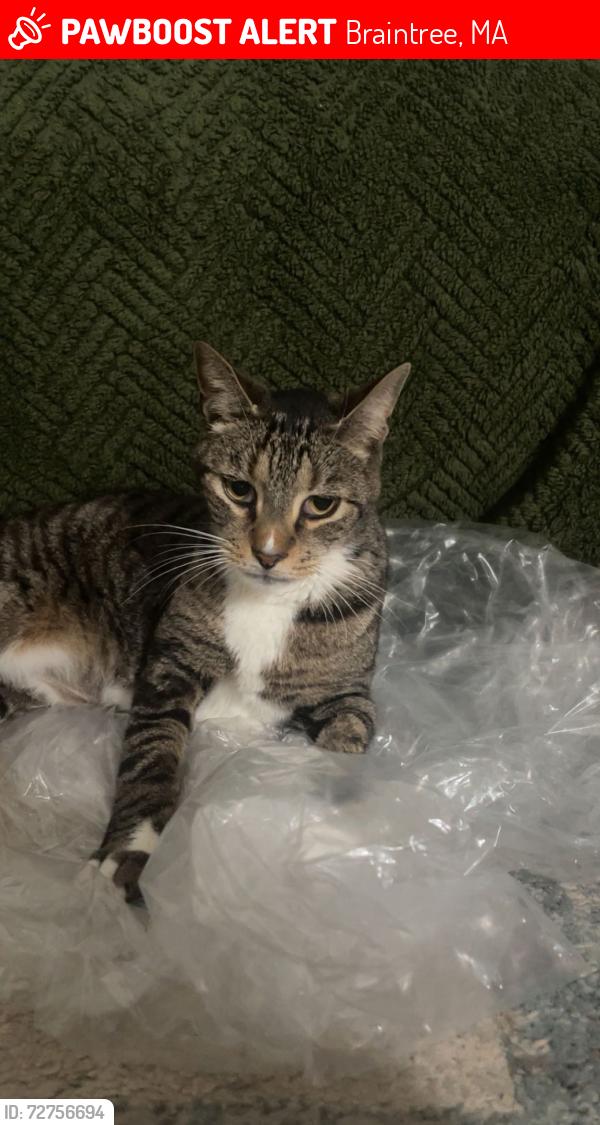 Lost Male Cat last seen Staten road, Braintree, MA 02184